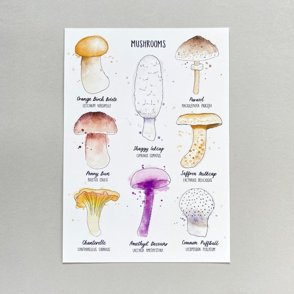 Mushrooms print - eight illustrated mushrooms