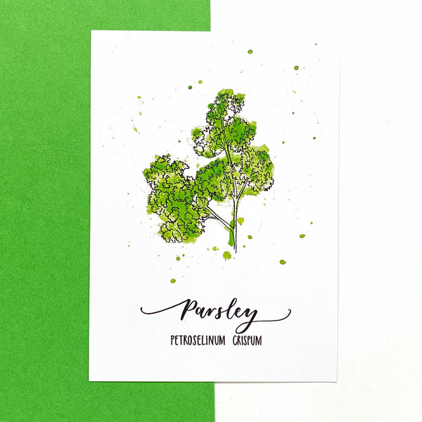 POSTCARD PACK SECOND: six herb postcards on recycled card