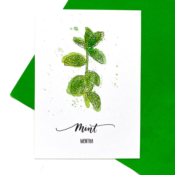 POSTCARD PACK SECOND: six herb postcards on recycled card