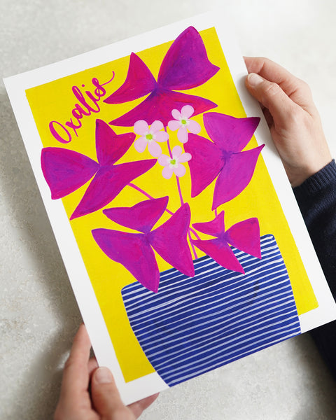 Colourful botanical houseplant print - Oxalis