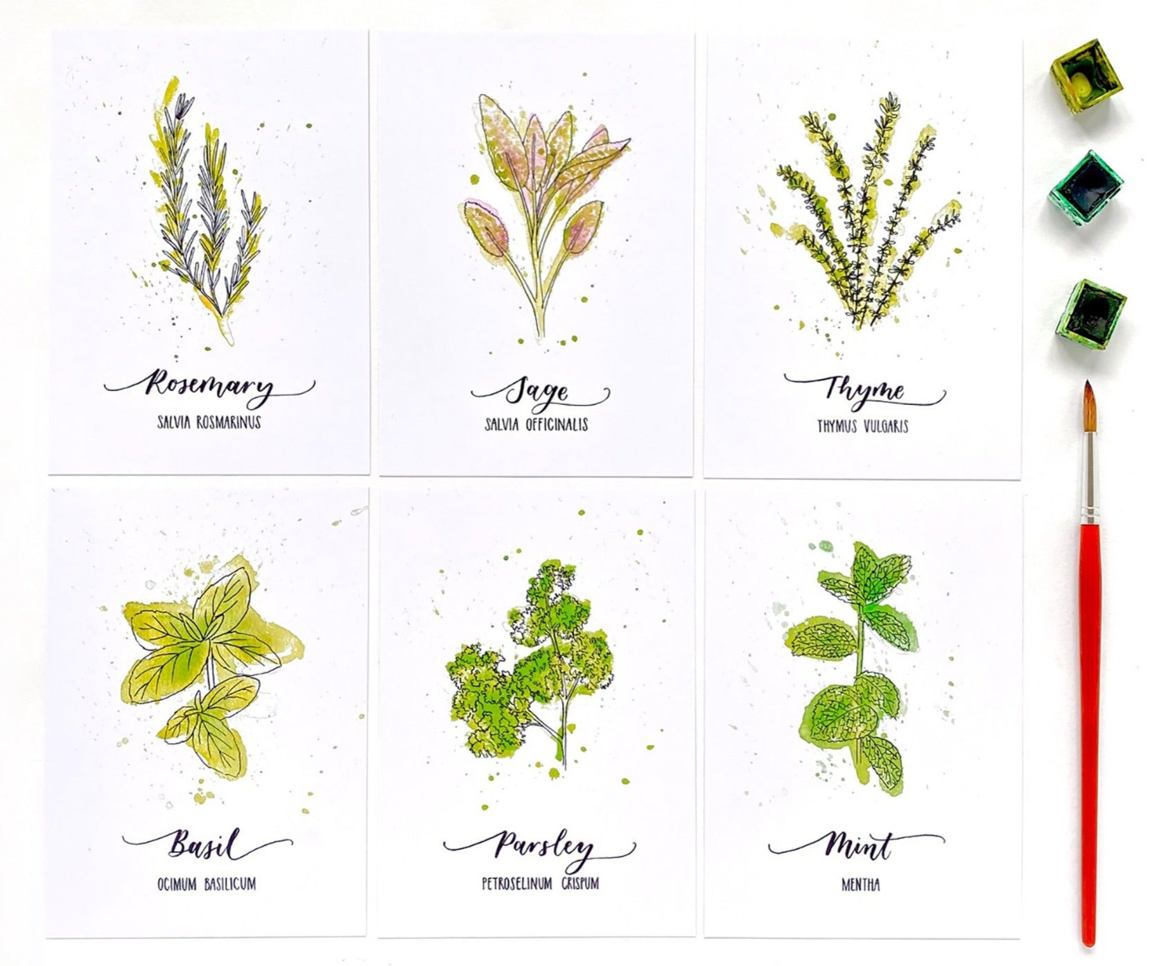 Pack of six herb postcards on recycled card
